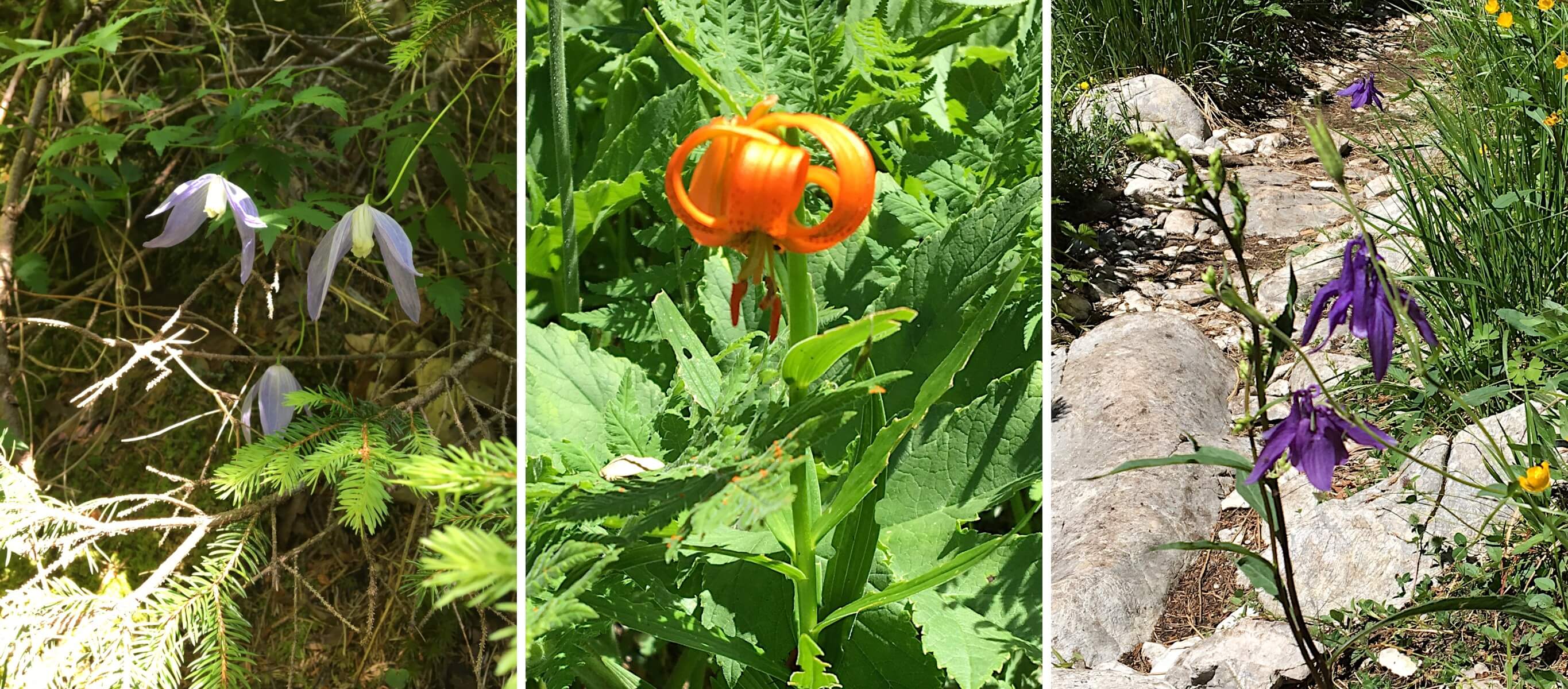 Flowers in the Valley of the Triglav Lakes